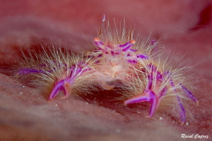 Hairy encounter by Raoul Caprez 
